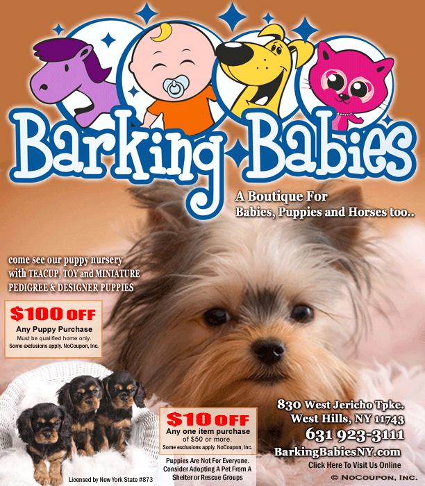 Barking Babies, West Hills, Long Island, NY - Monthly Offer
